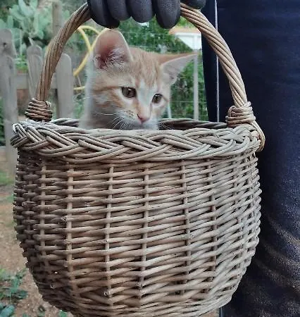 Casa La Rondine * Portoferraio