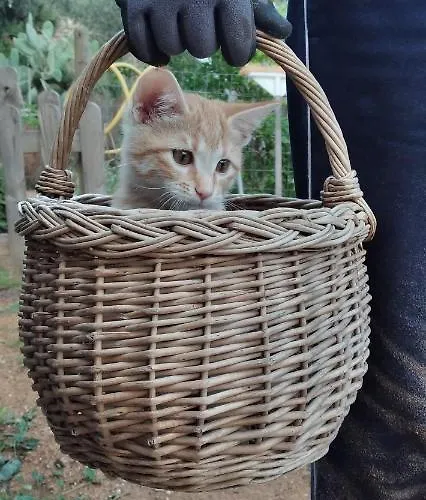 Casa La Rondine * Portoferraio